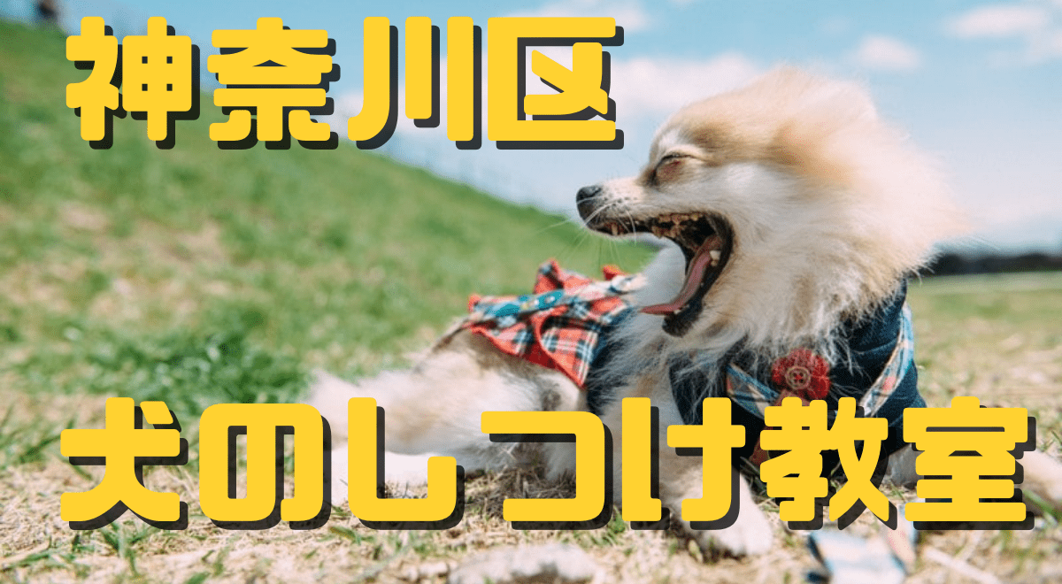 神奈川区で犬のしつけ教室 訓練スクールをお探しのあなたへ